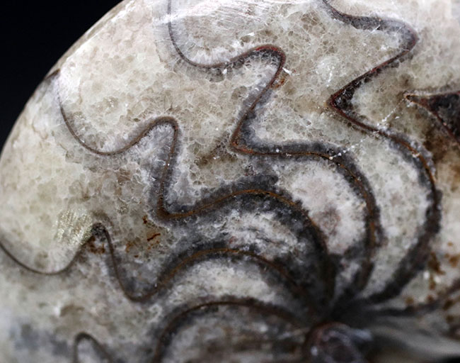 ユニークな縫合線にご注目下さい！”超”密巻きのゴニアタイト（Goniatite）の化石（その4）