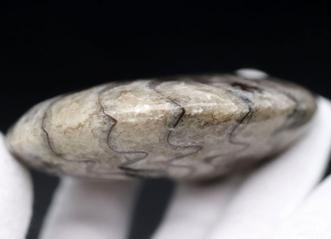 ユニークな縫合線にご注目下さい!”超”密巻きのゴニアタイト(Goniatite)の化石(その6)