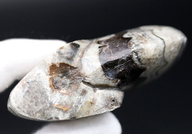 ユニークな縫合線にご注目下さい!”超”密巻きのゴニアタイト(Goniatite)の化石(その8)