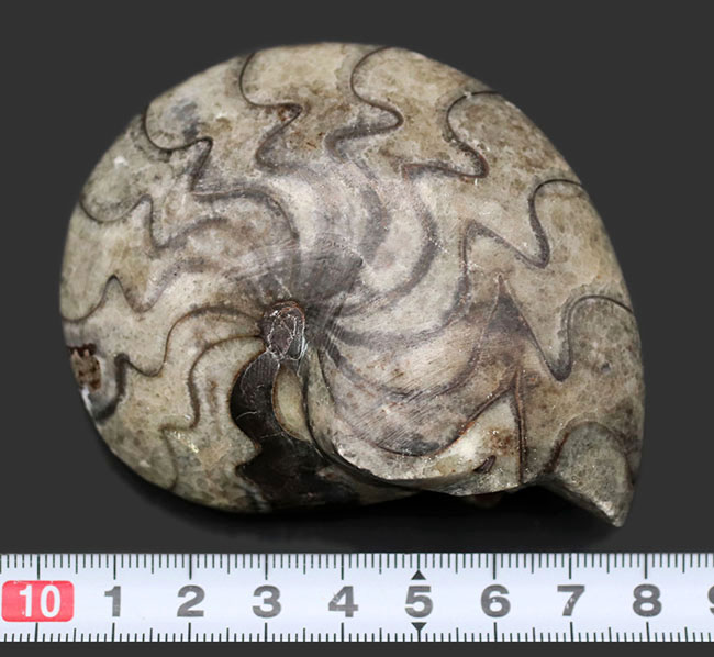ユニークな縫合線にご注目下さい！”超”密巻きのゴニアタイト（Goniatite）の化石（その9）
