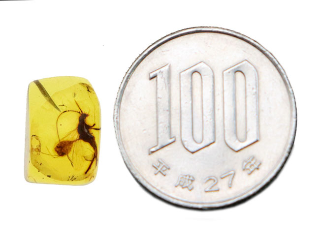 かつてない大きさの羽虫を内包!圧倒的な存在感を放つミャンマー産バーマイト(Burmite)(その8)