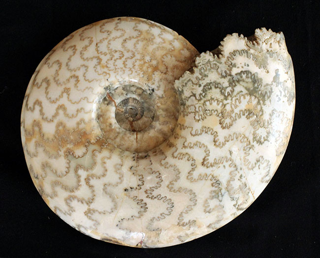 保存状態、大変良好！２３センチ、２キロ超の立派なドイツ産ジュラ紀のアンモナイト（Ammonite）。縫合線に特徴あり（その1）