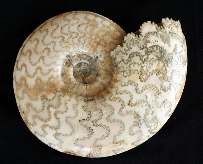 保存状態、大変良好!23センチ、2キロ超の立派なドイツ産ジュラ紀のアンモナイト(Ammonite)。縫合線に特徴あり(その1)
