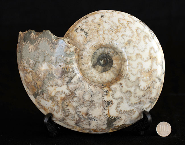 保存状態、大変良好!23センチ、2キロ超の立派なドイツ産ジュラ紀のアンモナイト(Ammonite)。縫合線に特徴あり(その10)