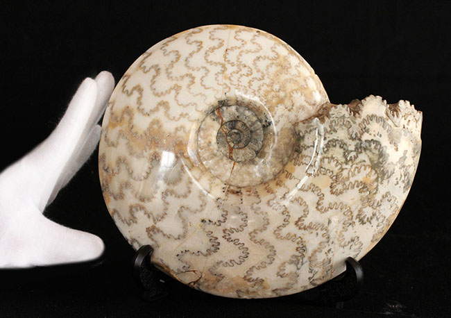 保存状態、大変良好!23センチ、2キロ超の立派なドイツ産ジュラ紀のアンモナイト(Ammonite)。縫合線に特徴あり(その2)