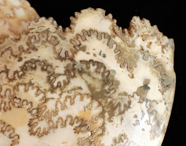 保存状態、大変良好!23センチ、2キロ超の立派なドイツ産ジュラ紀のアンモナイト(Ammonite)。縫合線に特徴あり(その3)