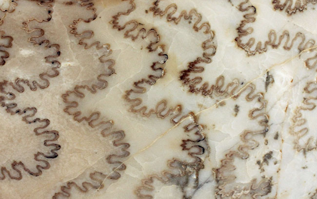 保存状態、大変良好!23センチ、2キロ超の立派なドイツ産ジュラ紀のアンモナイト(Ammonite)。縫合線に特徴あり(その4)