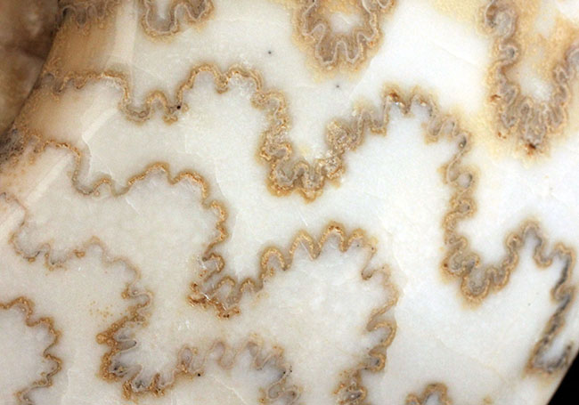 保存状態、大変良好!23センチ、2キロ超の立派なドイツ産ジュラ紀のアンモナイト(Ammonite)。縫合線に特徴あり(その5)
