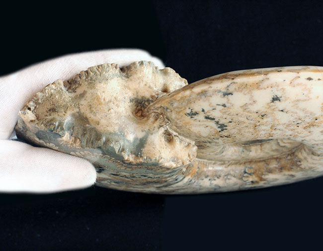 保存状態、大変良好!23センチ、2キロ超の立派なドイツ産ジュラ紀のアンモナイト(Ammonite)。縫合線に特徴あり(その6)
