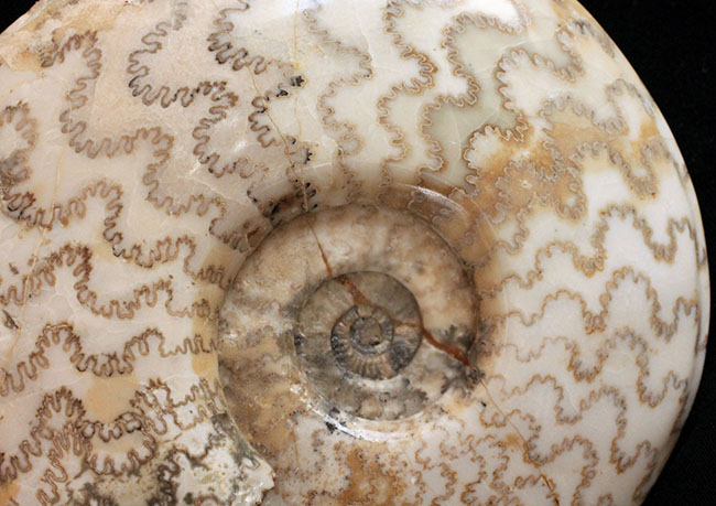 保存状態、大変良好！２３センチ、２キロ超の立派なドイツ産ジュラ紀のアンモナイト（Ammonite）。縫合線に特徴あり（その7）
