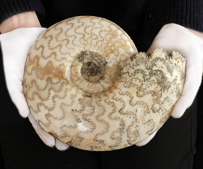 保存状態、大変良好！２３センチ、２キロ超の立派なドイツ産ジュラ紀のアンモナイト（Ammonite）。縫合線に特徴あり（その8）