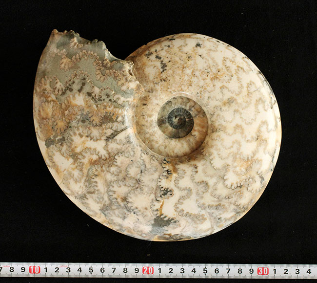 保存状態、大変良好!23センチ、2キロ超の立派なドイツ産ジュラ紀のアンモナイト(Ammonite)。縫合線に特徴あり(その9)