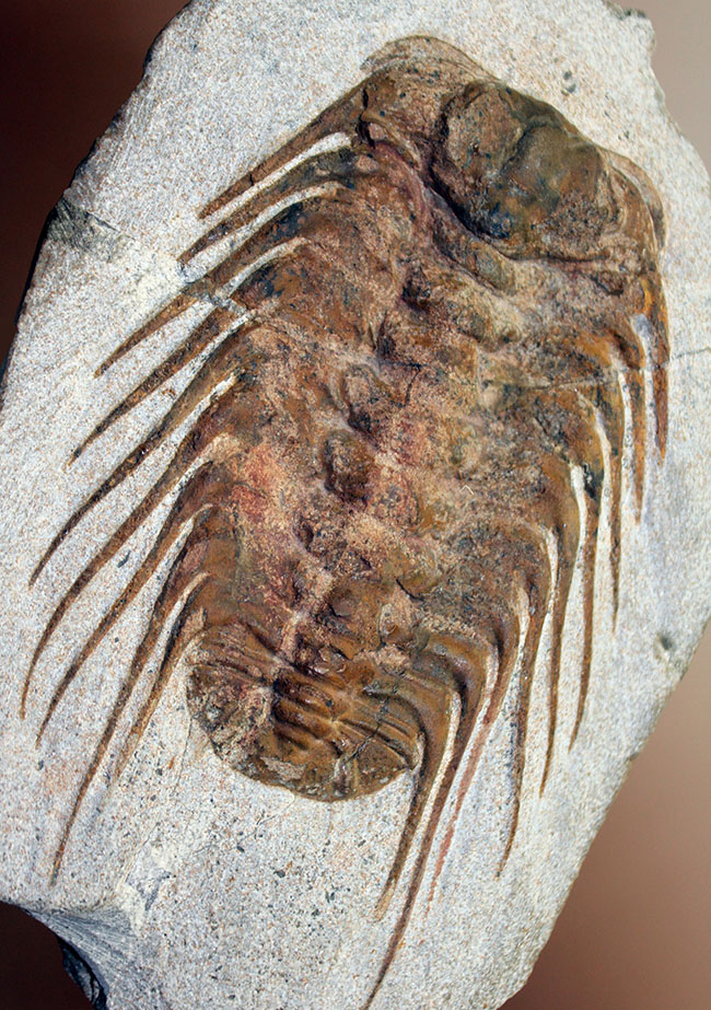 三葉虫コレクターの憧れの存在、ナチュラルかつ上質なセレノペルティス（Selenopeltis buchii）、棘含め13cm超えの大判個体（その1）