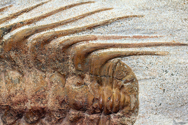 三葉虫コレクターの憧れの存在、ナチュラルかつ上質なセレノペルティス(Selenopeltis buchii)、棘含め13cm超えの大判個体(その10)