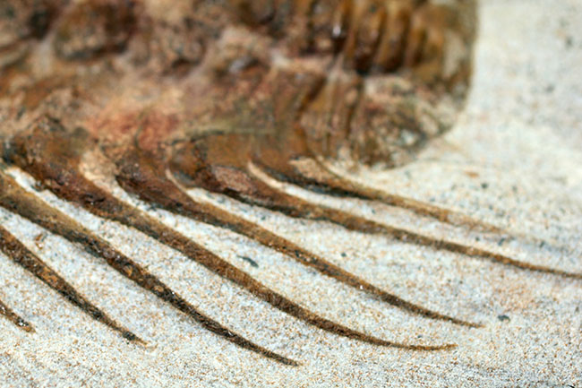 三葉虫コレクターの憧れの存在、ナチュラルかつ上質なセレノペルティス(Selenopeltis buchii)、棘含め13cm超えの大判個体(その11)