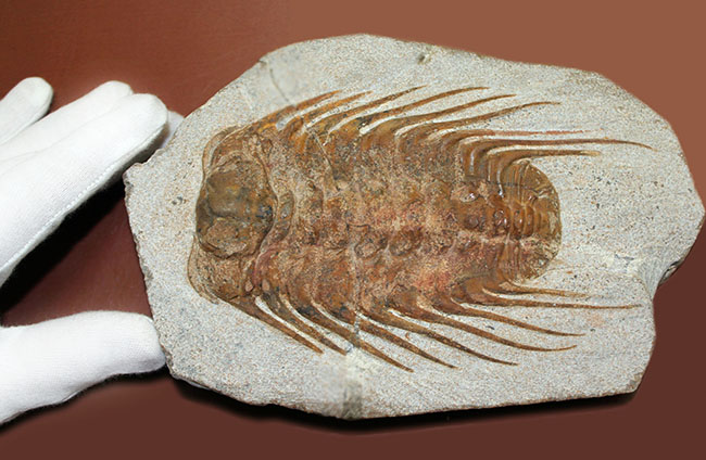 三葉虫コレクターの憧れの存在、ナチュラルかつ上質なセレノペルティス(Selenopeltis buchii)、棘含め13cm超えの大判個体(その12)