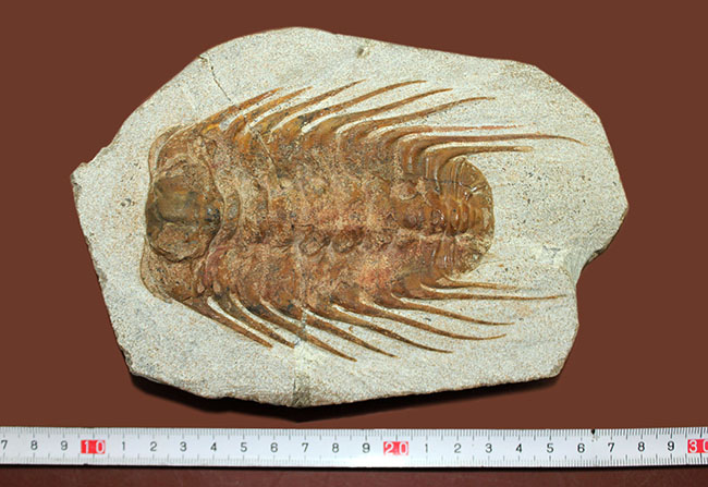 三葉虫コレクターの憧れの存在、ナチュラルかつ上質なセレノペルティス（Selenopeltis buchii）、棘含め13cm超えの大判個体（その13）