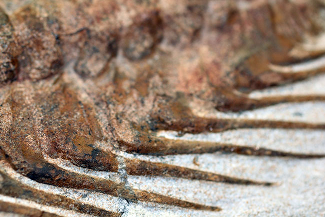 三葉虫コレクターの憧れの存在、ナチュラルかつ上質なセレノペルティス(Selenopeltis buchii)、棘含め13cm超えの大判個体(その14)