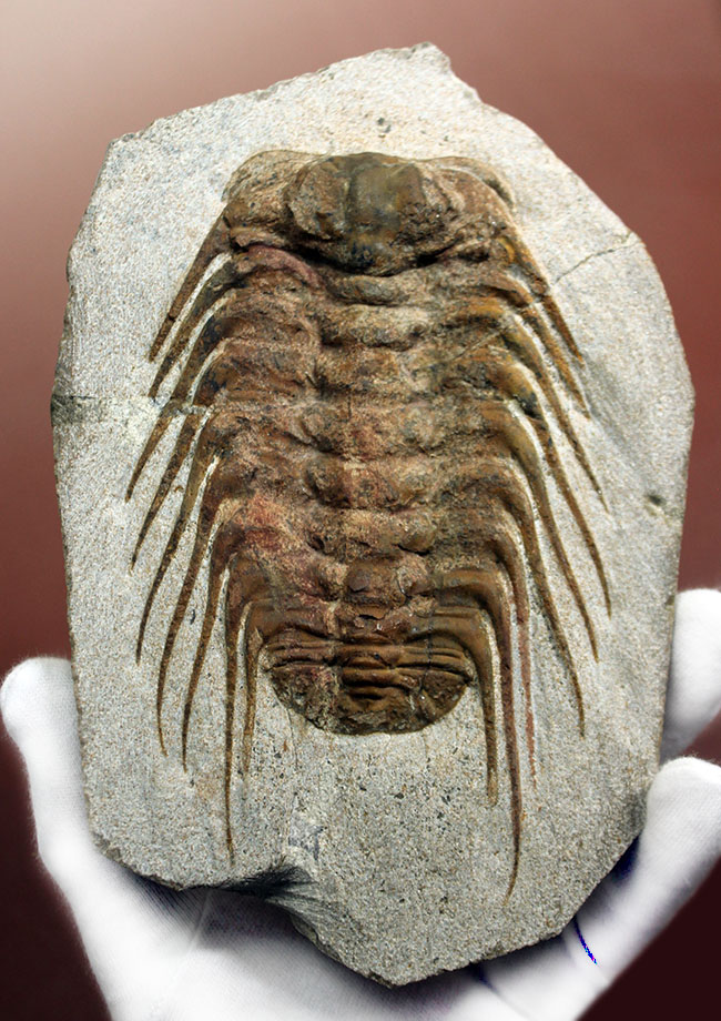 三葉虫コレクターの憧れの存在、ナチュラルかつ上質なセレノペルティス(Selenopeltis buchii)、棘含め13cm超えの大判個体(その15)
