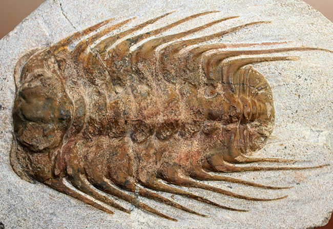 三葉虫コレクターの憧れの存在、ナチュラルかつ上質なセレノペルティス(Selenopeltis buchii)、棘含め13cm超えの大判個体(その16)
