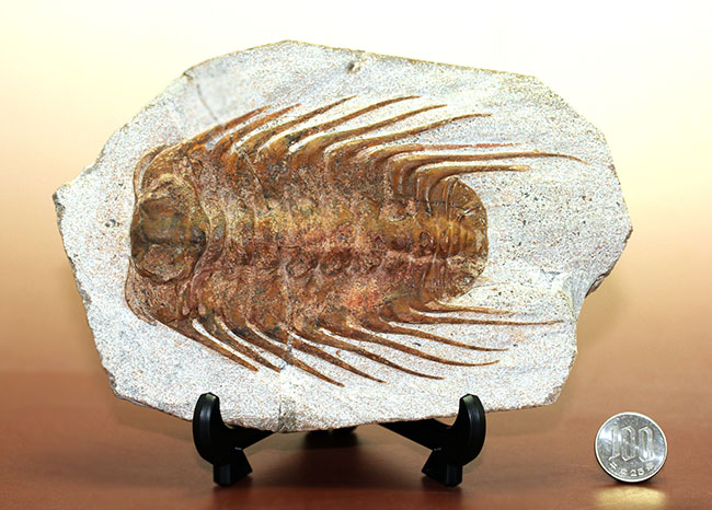 三葉虫コレクターの憧れの存在、ナチュラルかつ上質なセレノペルティス(Selenopeltis buchii)、棘含め13cm超えの大判個体(その17)