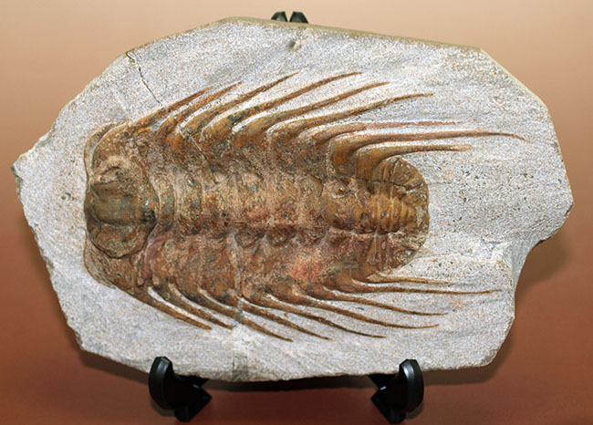 三葉虫コレクターの憧れの存在、ナチュラルかつ上質なセレノペルティス(Selenopeltis buchii)、棘含め13cm超えの大判個体(その2)