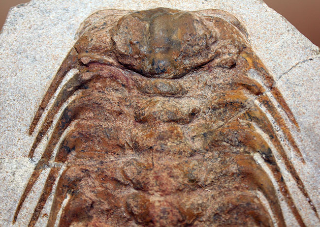 三葉虫コレクターの憧れの存在、ナチュラルかつ上質なセレノペルティス(Selenopeltis buchii)、棘含め13cm超えの大判個体(その3)