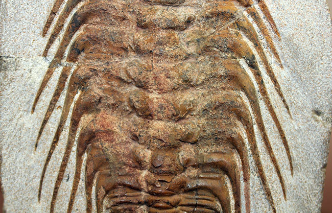 三葉虫コレクターの憧れの存在、ナチュラルかつ上質なセレノペルティス(Selenopeltis buchii)、棘含め13cm超えの大判個体(その4)