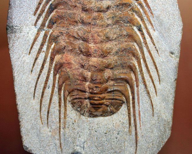 三葉虫コレクターの憧れの存在、ナチュラルかつ上質なセレノペルティス(Selenopeltis buchii)、棘含め13cm超えの大判個体(その5)