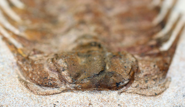 三葉虫コレクターの憧れの存在、ナチュラルかつ上質なセレノペルティス（Selenopeltis buchii）、棘含め13cm超えの大判個体（その6）