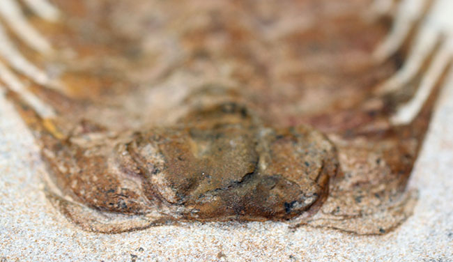 三葉虫コレクターの憧れの存在、ナチュラルかつ上質なセレノペルティス(Selenopeltis buchii)、棘含め13cm超えの大判個体(その6)