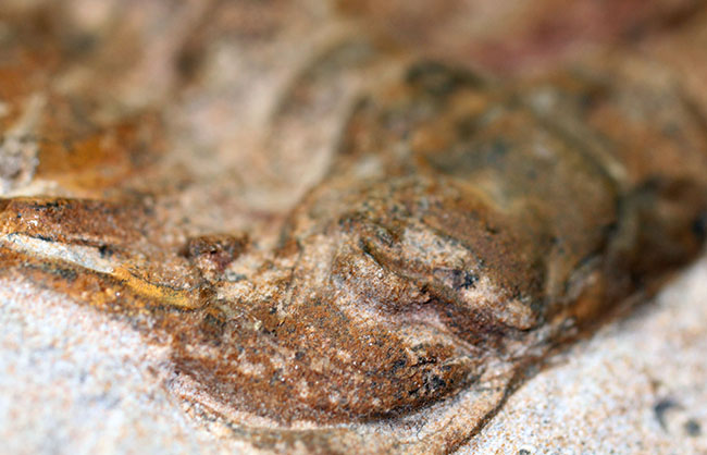 三葉虫コレクターの憧れの存在、ナチュラルかつ上質なセレノペルティス(Selenopeltis buchii)、棘含め13cm超えの大判個体(その7)