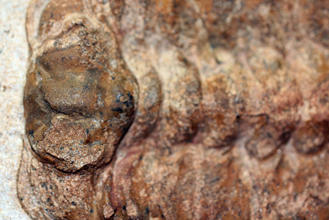 三葉虫コレクターの憧れの存在、ナチュラルかつ上質なセレノペルティス(Selenopeltis buchii)、棘含め13cm超えの大判個体(その8)