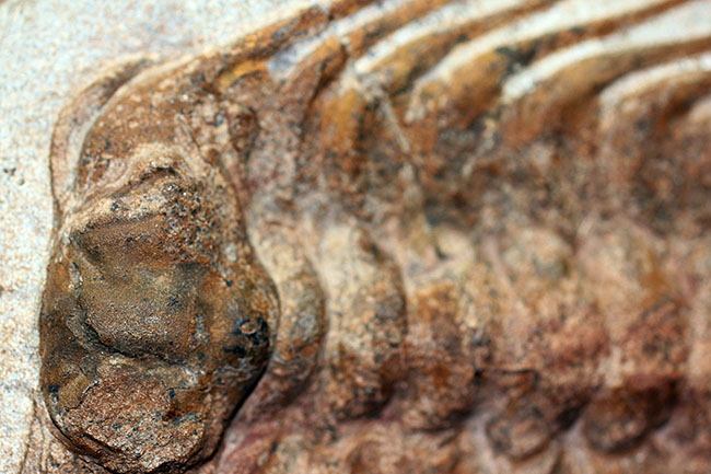 三葉虫コレクターの憧れの存在、ナチュラルかつ上質なセレノペルティス(Selenopeltis buchii)、棘含め13cm超えの大判個体(その9)