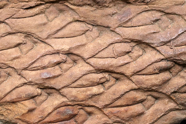 これは凄い！驚くべき保存状態、国内の公的博物館の収蔵品だった、極めて上質なレピドデンドロン（Lepidodendron）の樹皮化石。米国アイオワ州産（その2）