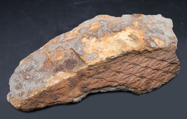 これは凄い！驚くべき保存状態、国内の公的博物館の収蔵品だった、極めて上質なレピドデンドロン（Lepidodendron）の樹皮化石。米国アイオワ州産（その3）