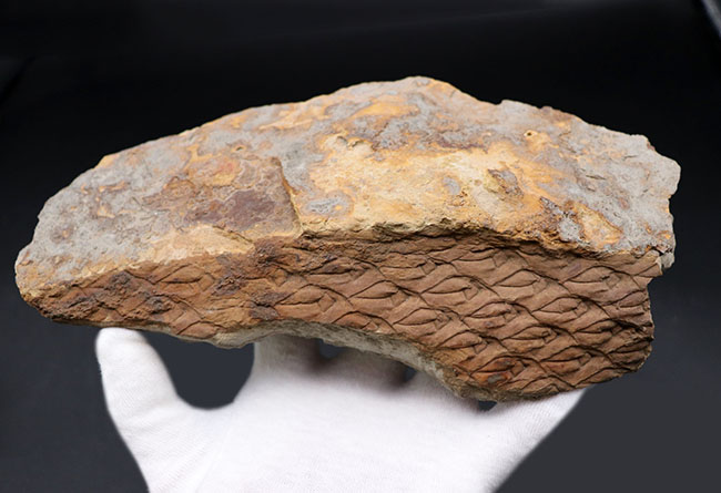 これは凄い！驚くべき保存状態、国内の公的博物館の収蔵品だった、極めて上質なレピドデンドロン（Lepidodendron）の樹皮化石。米国アイオワ州産（その6）