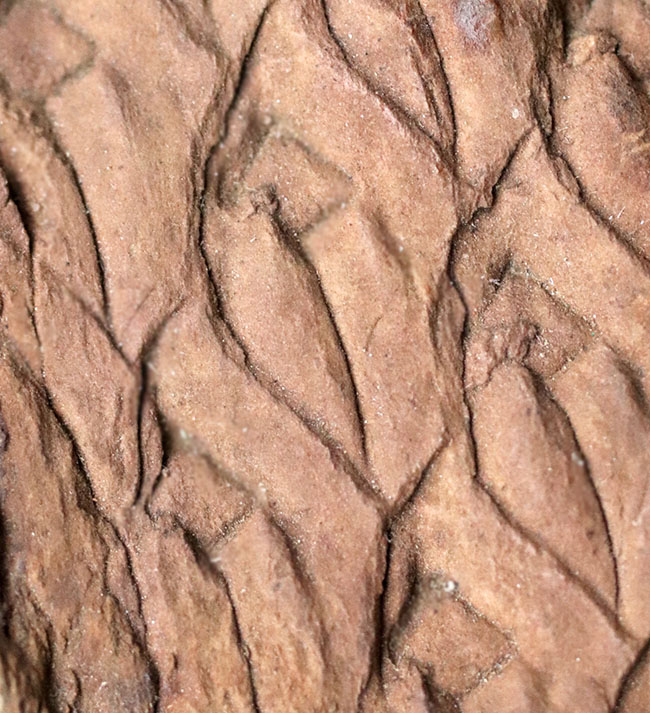 これは凄い！驚くべき保存状態、国内の公的博物館の収蔵品だった、極めて上質なレピドデンドロン（Lepidodendron）の樹皮化石。米国アイオワ州産（その7）