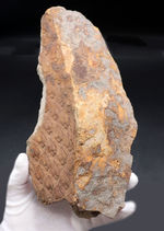 これは凄い！驚くべき保存状態、国内の公的博物館の収蔵品だった、極めて上質なレピドデンドロン（Lepidodendron）の樹皮化石。米国アイオワ州産