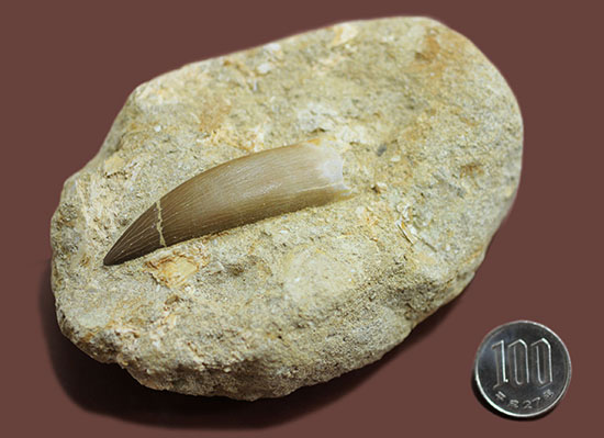 乱喰歯の鋭さを堪能！抜群の角度で自立展示する、エラスモサウルスの