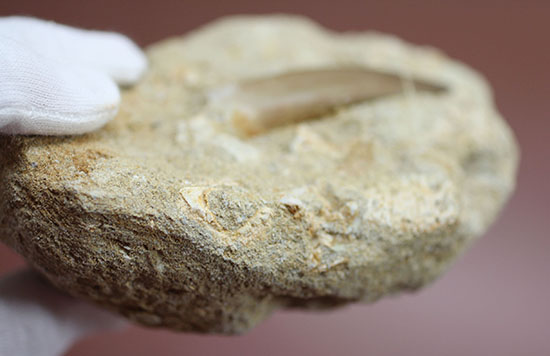 乱喰歯の鋭さを堪能！抜群の角度で自立展示する、エラスモサウルスの上質歯化石(Elasmosaurus sp.)（その5）