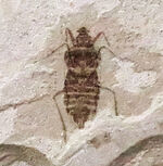 お客様の声　写真