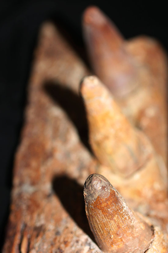 博物館級ではなく、正真正銘の博物館アイテム。スーパーレア！史上最強の陸上生物の一つ、史上最大級のワニこと、サルコスクス（Sarcosuchus imperator）の顎付き歯化石（その1）