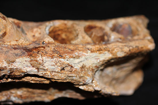 博物館級ではなく、正真正銘の博物館アイテム。スーパーレア！史上最強の陸上生物の一つ、史上最大級のワニこと、サルコスクス（Sarcosuchus imperator）の顎付き歯化石（その10）