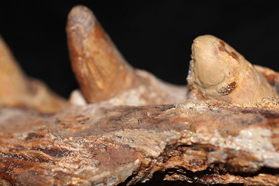 博物館級ではなく、正真正銘の博物館アイテム。スーパーレア！史上最強の陸上生物の一つ、史上最大級のワニこと、サルコスクス（Sarcosuchus imperator）の顎付き歯化石（その11）