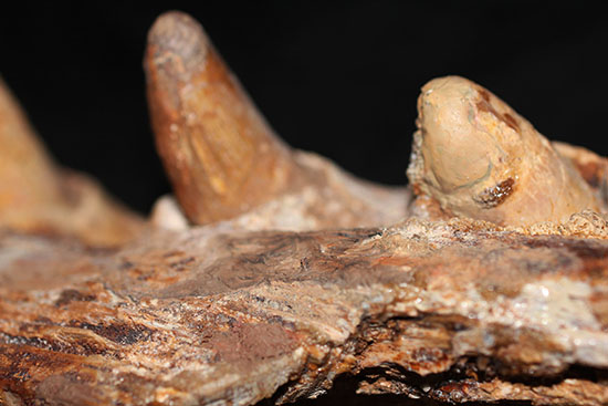 博物館級ではなく、正真正銘の博物館アイテム。スーパーレア!史上最強の陸上生物の一つ、史上最大級のワニこと、サルコスクス(Sarcosuchus imperator)の顎付き歯化石(その11)