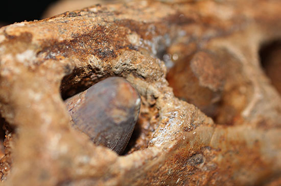 博物館級ではなく、正真正銘の博物館アイテム。スーパーレア！史上最強の陸上生物の一つ、史上最大級のワニこと、サルコスクス（Sarcosuchus imperator）の顎付き歯化石（その12）
