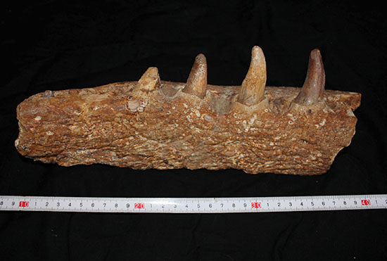 博物館級ではなく、正真正銘の博物館アイテム。スーパーレア！史上最強の陸上生物の一つ、史上最大級のワニこと、サルコスクス（Sarcosuchus imperator）の顎付き歯化石（その13）