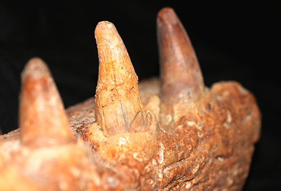 博物館級ではなく、正真正銘の博物館アイテム。スーパーレア！史上最強の陸上生物の一つ、史上最大級のワニこと、サルコスクス（Sarcosuchus imperator）の顎付き歯化石（その14）