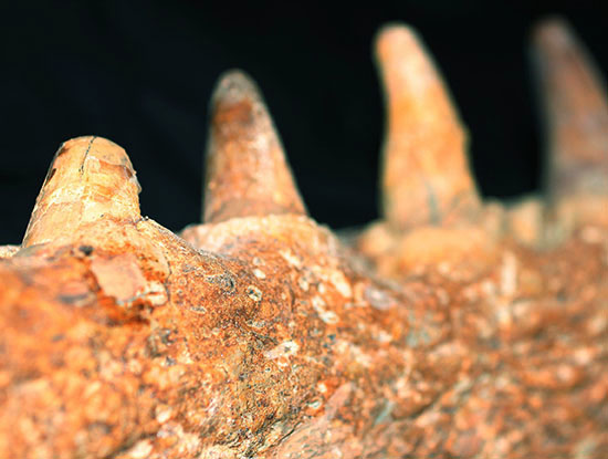 博物館級ではなく、正真正銘の博物館アイテム。スーパーレア！史上最強の陸上生物の一つ、史上最大級のワニこと、サルコスクス（Sarcosuchus imperator）の顎付き歯化石（その15）